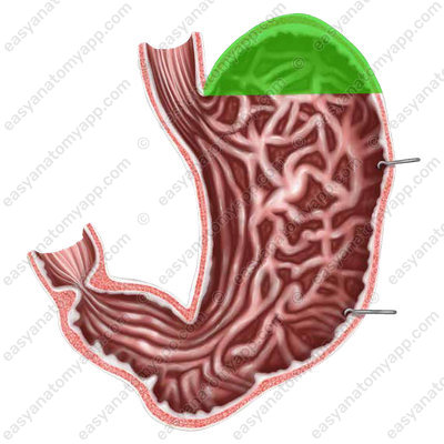 Дно желудка (fundus ventriculi)