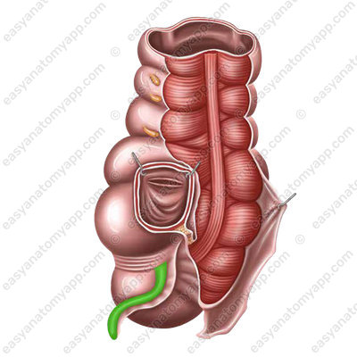 Червеобразный отросток (аппендикс) (appendix vermiformis)
