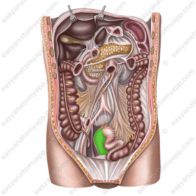 Прямая кишка (rectum)