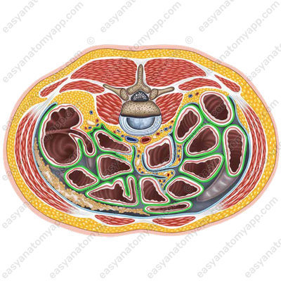 Висцеральный листок (peritoneum viscerale)