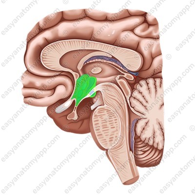 Hypothalamic nuclei