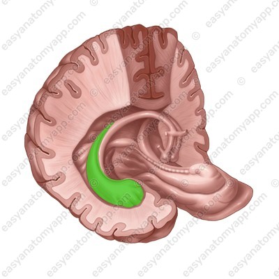 Hippocampus (hippocampus)