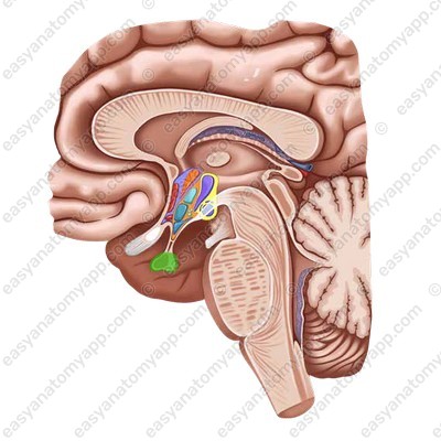 Pituitary gland in the hypothalamic-pituitary system