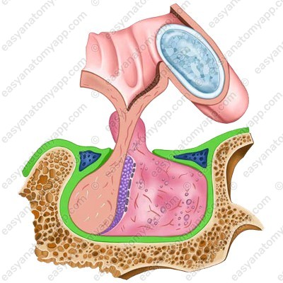 Hypophyseal fossa (fossa hypophysialis)