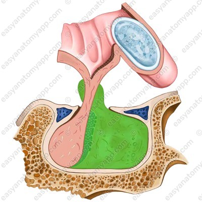 Anterior pituitary (lobus anterior)