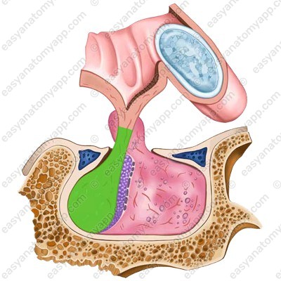 Posterior pituitary (lobus posterior)
