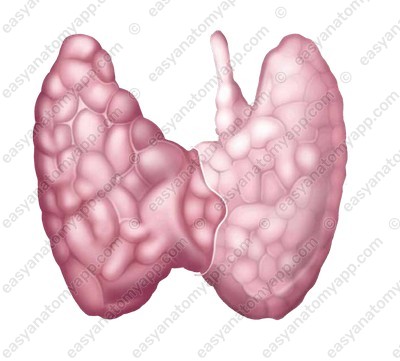 Thyroid gland (glandula thyroidea)