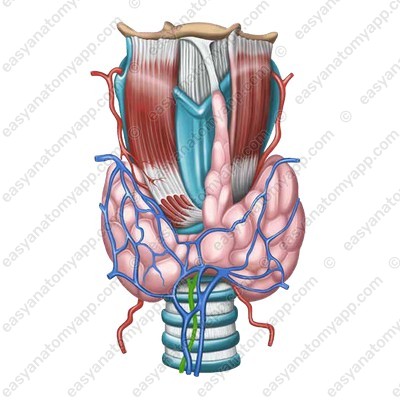 Thyroid ima artery (a. thyreoidea ima)