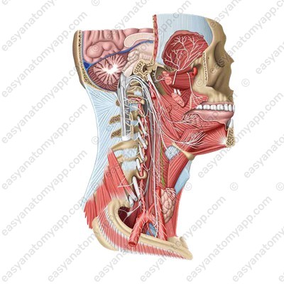 External branch of the superior laryngeal nerve (r. externus n. laryngei superioris)