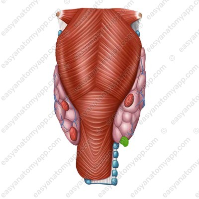 Inferior parathyroid gland (glandula parathyreoidea inferior) - posterior aspect