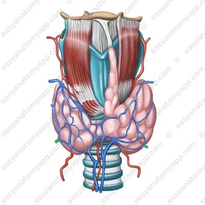 Inferior thyroid vein (v. thyroidea inferior)