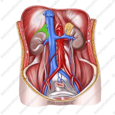 Right adrenal gland (glandula suprarenalis dextra)