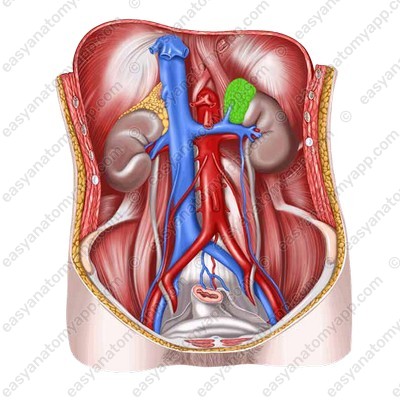 Left adrenal gland (glandula suprarenalis sinistra)