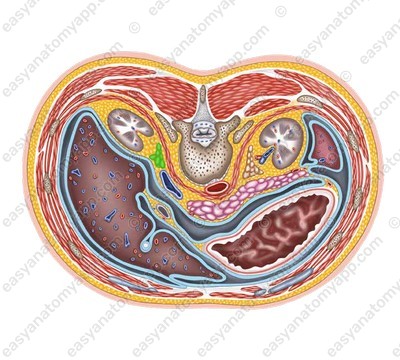 Right adrenal gland (glandula suprarenalis dextra)