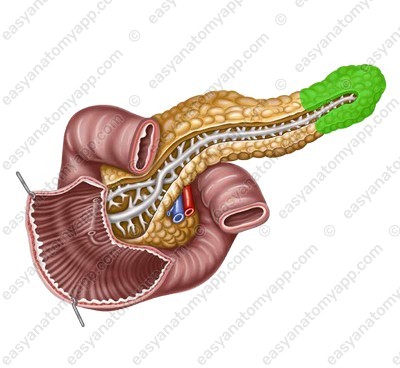 Tail of the pancreas (cauda pancreatis)