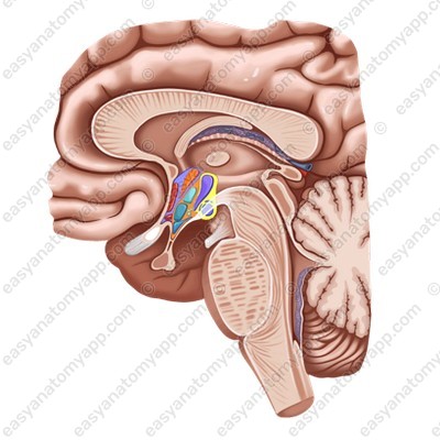 Гипоталамус (hypothalamus)