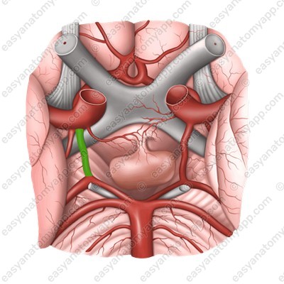 Задняя соединительная артерия (a. communicans posterior)