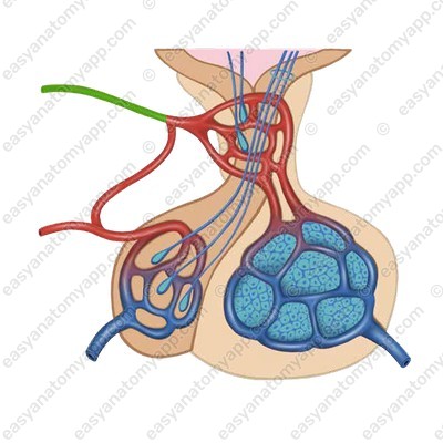 Верхняя гипофизарная артерия (a. hypophysialis superior)