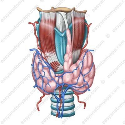 Щитовидная железа (glandula thyroidea) - вид спереди