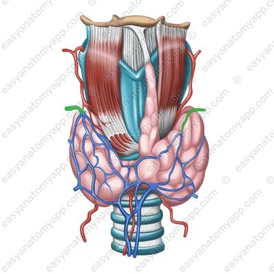 Верхняя щитовидная вена (v. thyroidea superior)