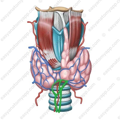 Средняя щитовидная вена (v. thyroidea media)