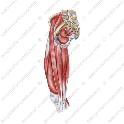 Adductor muscles