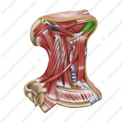 Digastric muscle (musculus digastricus) - anterior venter