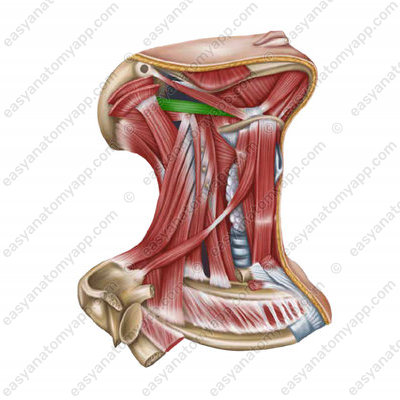Digastric muscle (musculus digastricus) - posterior venter