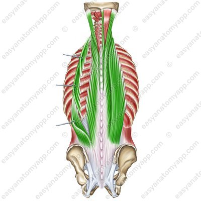 Erector spinae muscle (m. erector spinae)