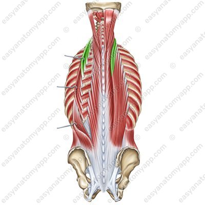 Iliocostalis muscle – cervical part (m. iliocostalis cervicis)