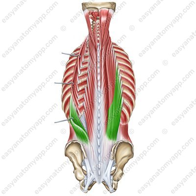 Iliocostalis muscle – lumbar part (m. iliocostalis lumborum)