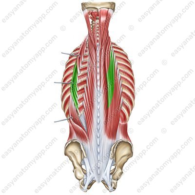 Iliocostalis muscle – thoracic part (m. iliocostalis thoracis)
