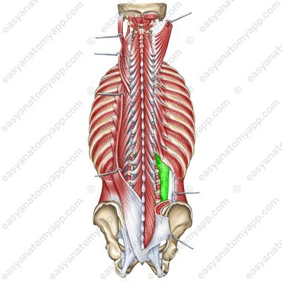 Thoracolumbar fascia (fascia thoracolumbalis) - deep