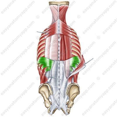 Serratus posterior inferior muscle (m. serratus posterior inferior)