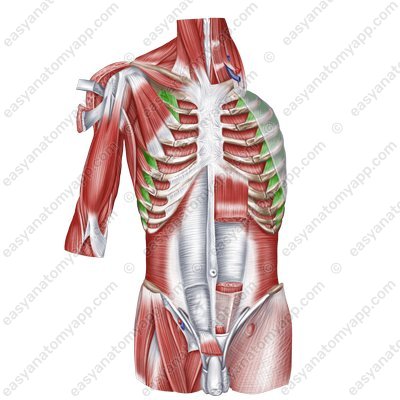 External intercostal muscles (mm. intercostales externi)