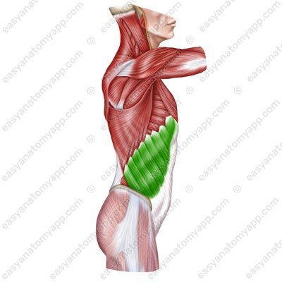 External oblique muscle (m. obliquus externus abdominis)