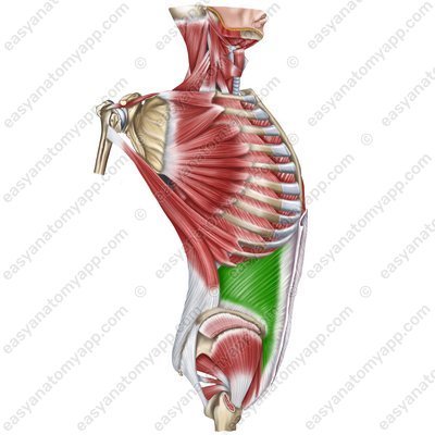 Internal oblique muscle (m. obliquus internus abdominis)