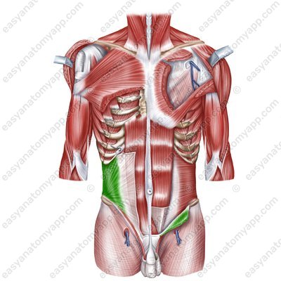 Internal oblique muscle (m. obliquus internus abdominis)