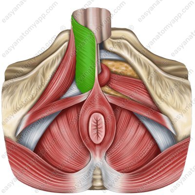 Ischiocavernosus muscle (m. ischiocavernosus)