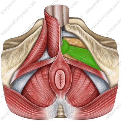 Sphincter of the urethra (m. sphincter urethrae externus)