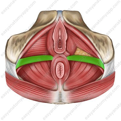 Superficial transverse perineal muscle (m. transversus perinei superficialis)