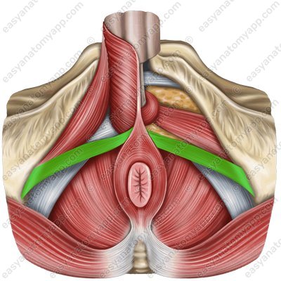 Superficial transverse perineal muscle (m. transversus perinei superficialis)