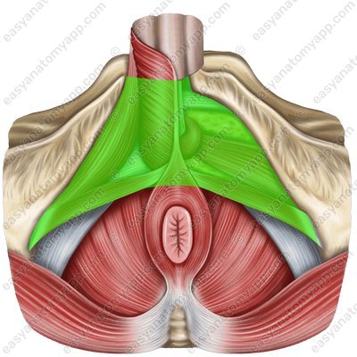 Urogenital diaphragm (regio urogenitalis)