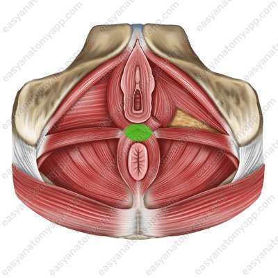 Central tendon of the perineum (centrum tendineum)