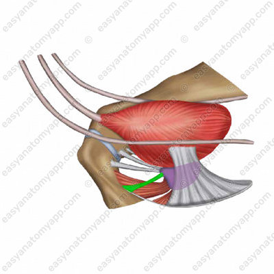 Puboprostatic ligament (lig. puboprostaticum)