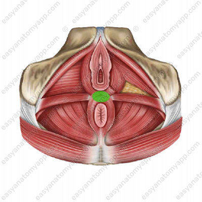 Central tendon (centrum tendineum) - female