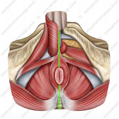 Median perineal raphe (raphe perinei) - male