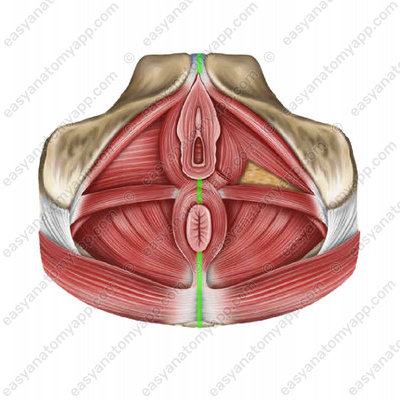 Median perineal raphe (raphe perinei) - female
