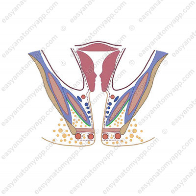 Inferior fascia of the pelvic diaphragm (fascia inferior diaphragmatis pelvis)