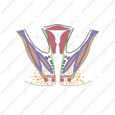 Endopelvic fascia (fascia endopelvica)